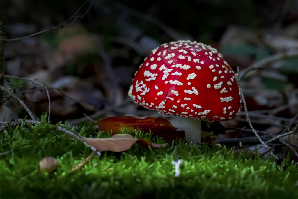 10.10.2026 - Smartphone-Fotoworkshop Pilze am Merkur
