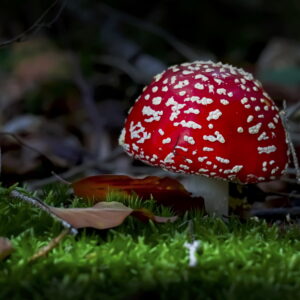10.10.2026 - Smartphone-Fotoworkshop Pilze am Merkur
